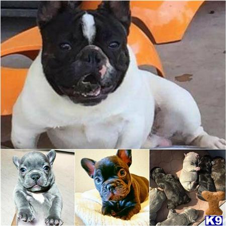 a collage of a french bulldog dog