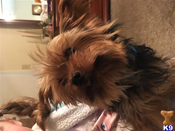 a yorkshire terrier dog with a wig