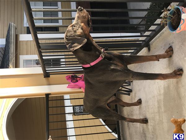 a doberman pinscher dog jumping in the air