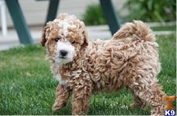 a poodle dog running in the grass