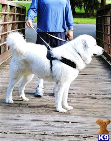 a person walking a great pyrenees dog