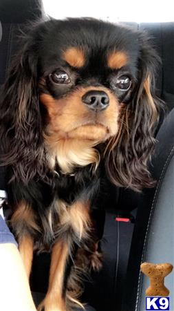 a cavalier king charles spaniel dog with a human face
