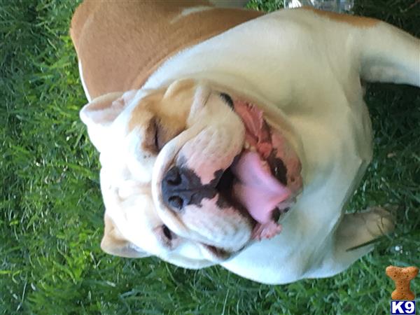 a english bulldog dog with its mouth open