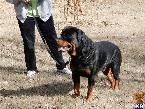 a rottweiler dog standing on dirt