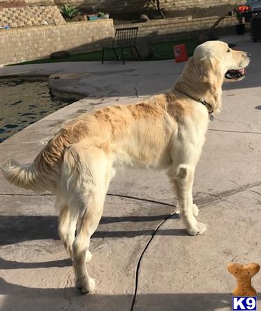 a golden retriever dog standing on a leash