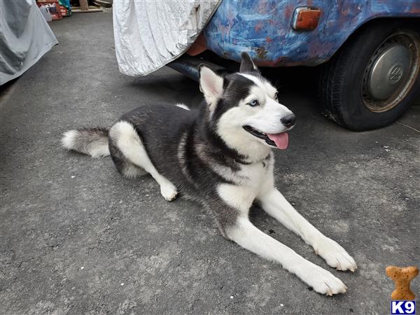 a siberian husky dog lying on the ground