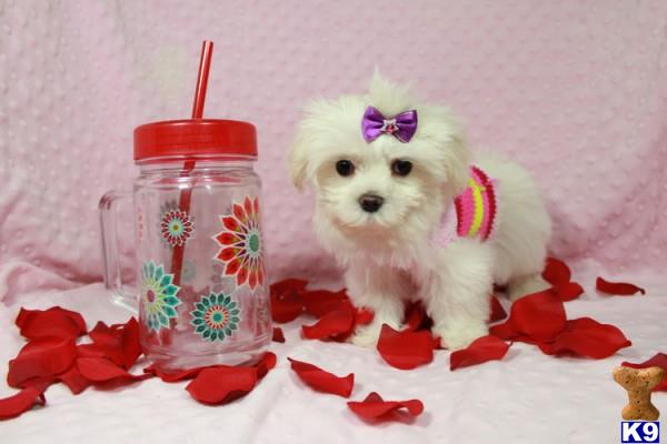 a small white maltese dog next to a jar of red and white candies