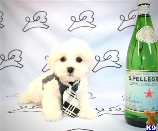 a maltese dog sitting next to a bottle