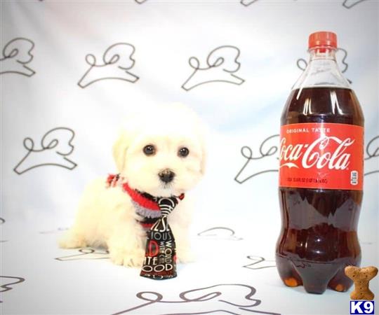 a maltese dog next to a bottle