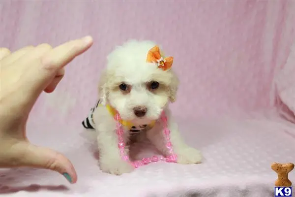 a maltese dog with a flower in its hair