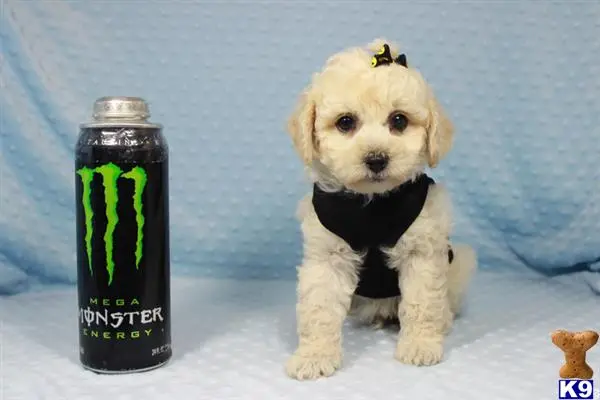 a maltese dog next to a can
