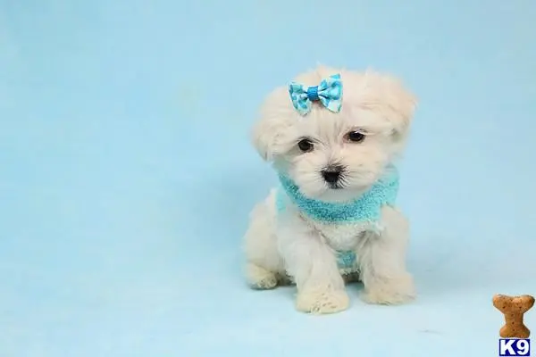 a white maltese dog wearing a blue bow