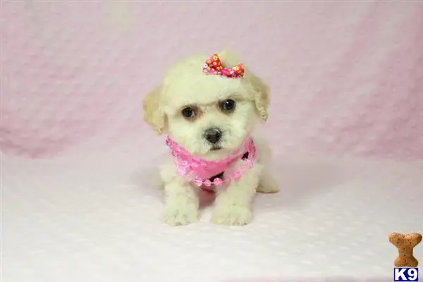 a small white maltese dog wearing a pink shirt and a pink bow
