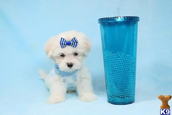 a maltese dog wearing a bow tie next to a blue cylindrical container