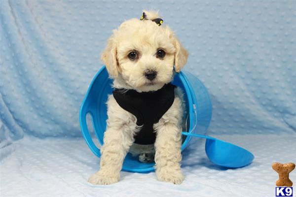 a maltipoo dog wearing a garment