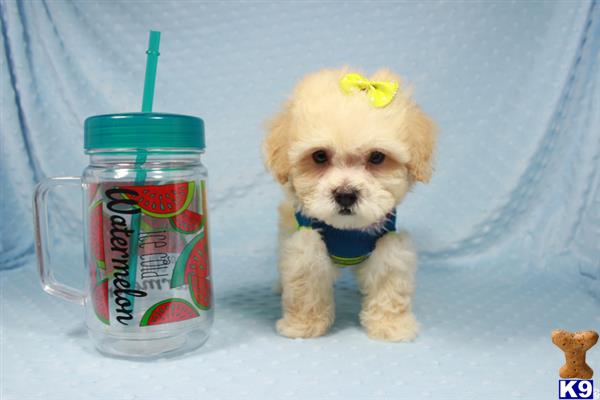 a maltipoo dog next to a jar of food