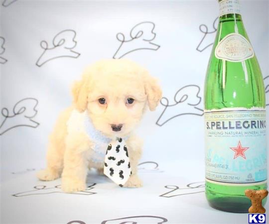 a maltipoo dog sitting next to a bottle