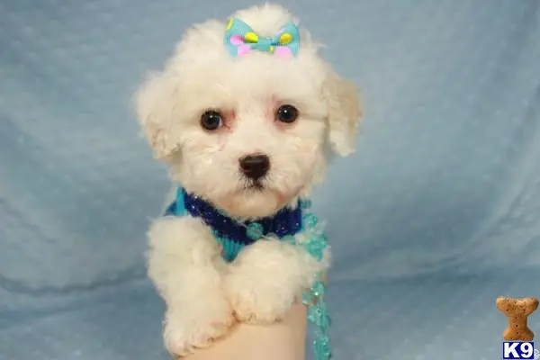 a maltipoo dog wearing a blue bow tie