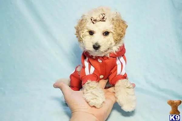 a maltipoo dog wearing a red shirt
