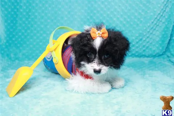 a maltipoo dog with a toy