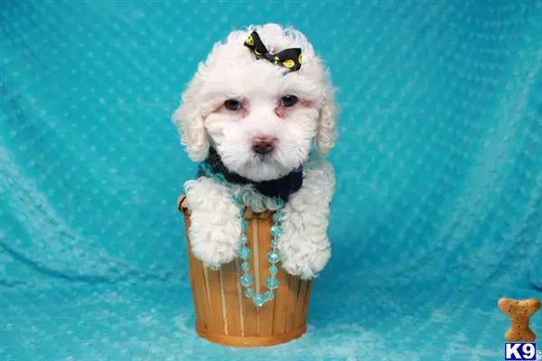 a maltipoo dog wearing a bow tie