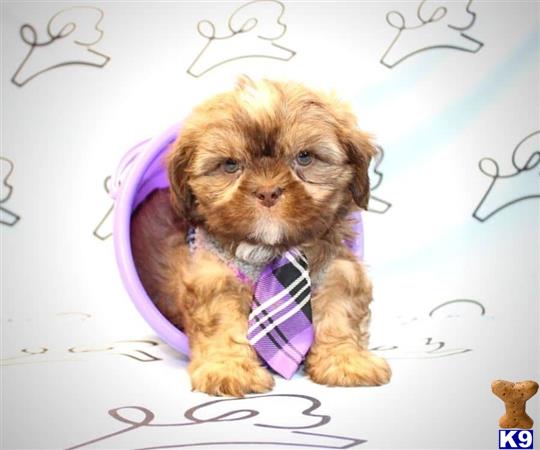 a shih tzu dog wearing a scarf