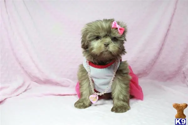 a small shih tzu dog wearing a pink shirt