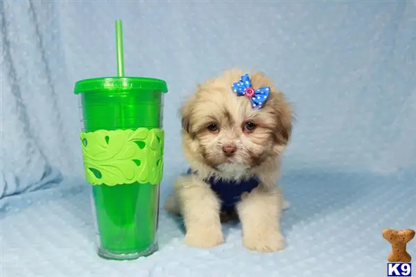 a shih tzu dog wearing a hat and a green straw