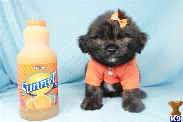 a shih tzu dog wearing a shirt and sitting next to a bottle of juice
