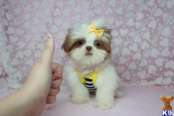 a shih tzu dog with a yellow bow tie