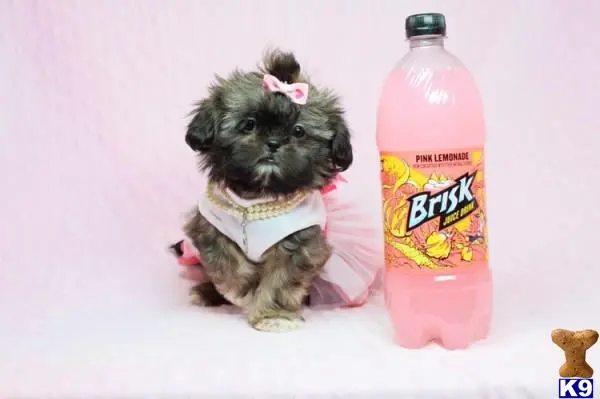 a shih tzu dog wearing a bow tie and sitting next to a bottle of hot sauce