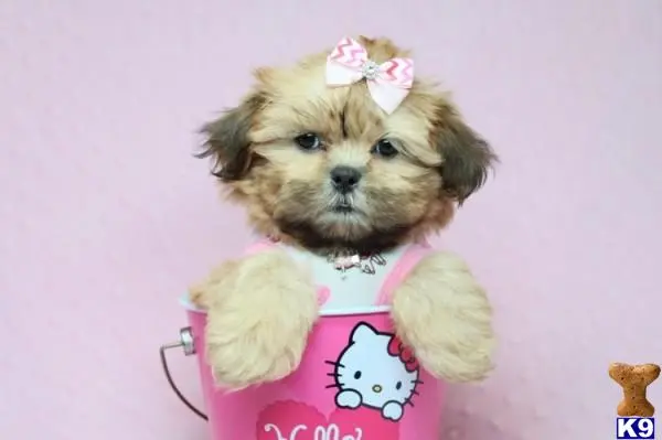 a shih tzu dog wearing a pink shirt