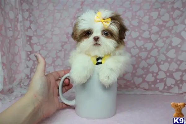 a shih tzu dog in a cup