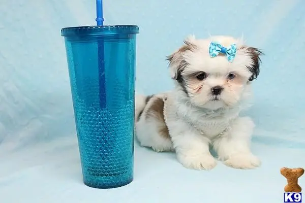 a shih tzu puppy with a blue tube