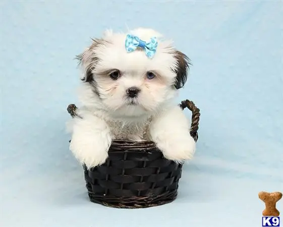a shih tzu dog wearing a bow tie