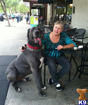 a person sitting on a chair with a great dane dog