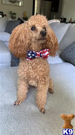 a poodle dog wearing a bow tie
