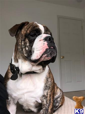 a english bulldog dog with its mouth open