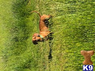 a dachshund dog running on grass