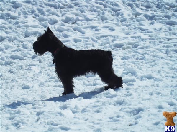 a black miniature schnauzer dog in the snow