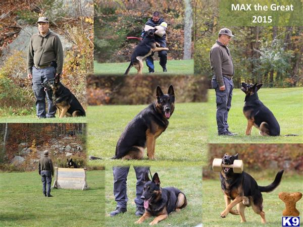 a person and a german shepherd dog playing with a german shepherd dog