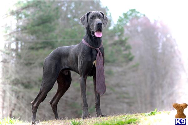 a great dane dog standing outside