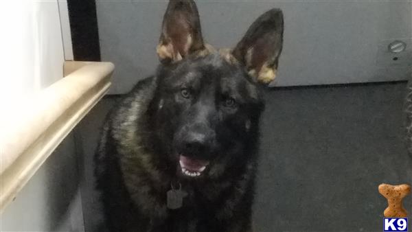 a german shepherd dog with a surprised expression