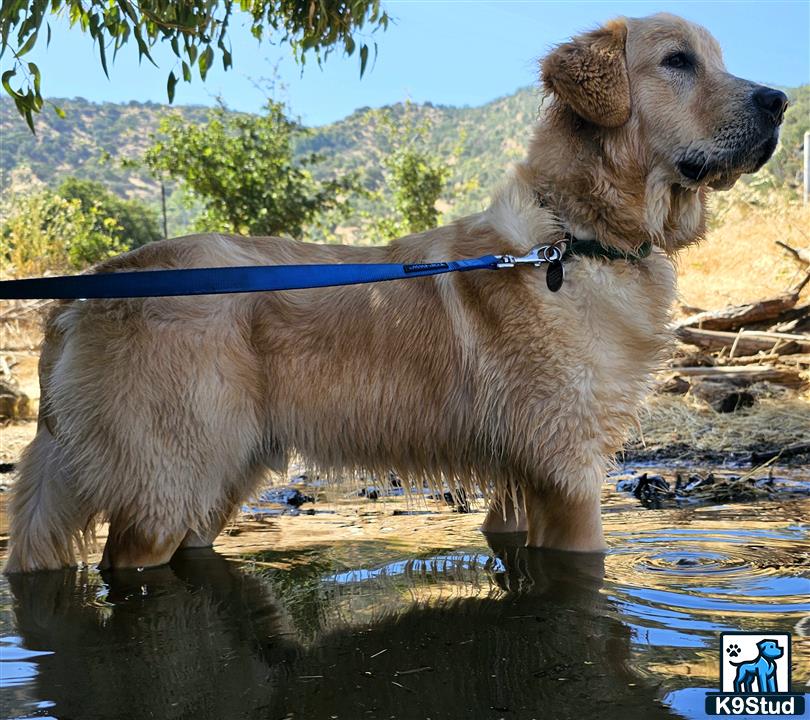 a golden retriever dog standing in water