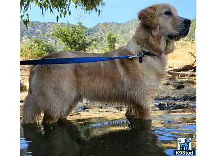 a golden retriever dog standing in water