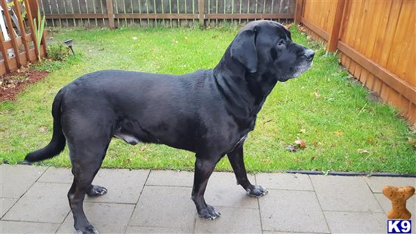 a black labrador retriever dog standing on a patio