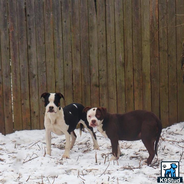 a group of american bully dogs in the snow
