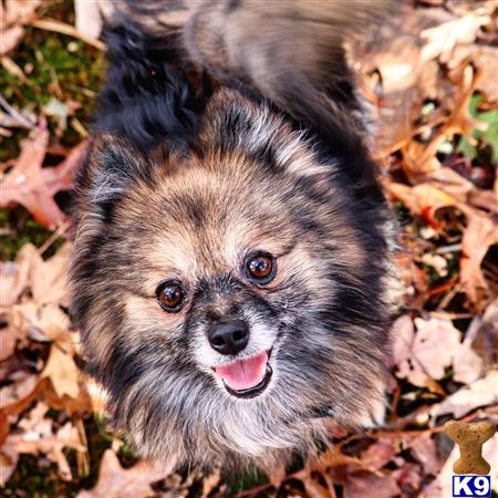 a pomeranian dog lying on the ground