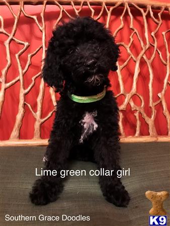 a black goldendoodles dog with a green collar