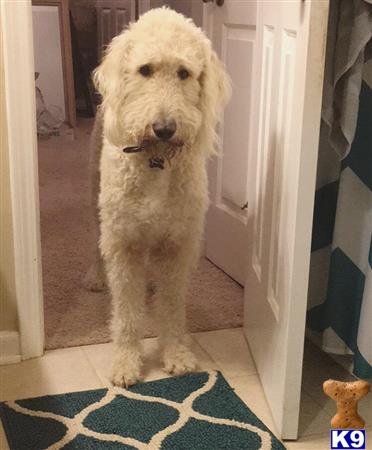 a labradoodle dog standing in a doorway